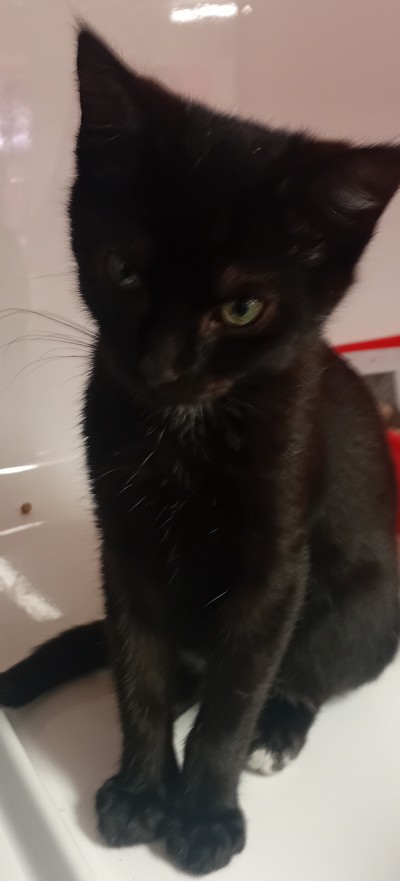 Chris - Domestic Short Hair