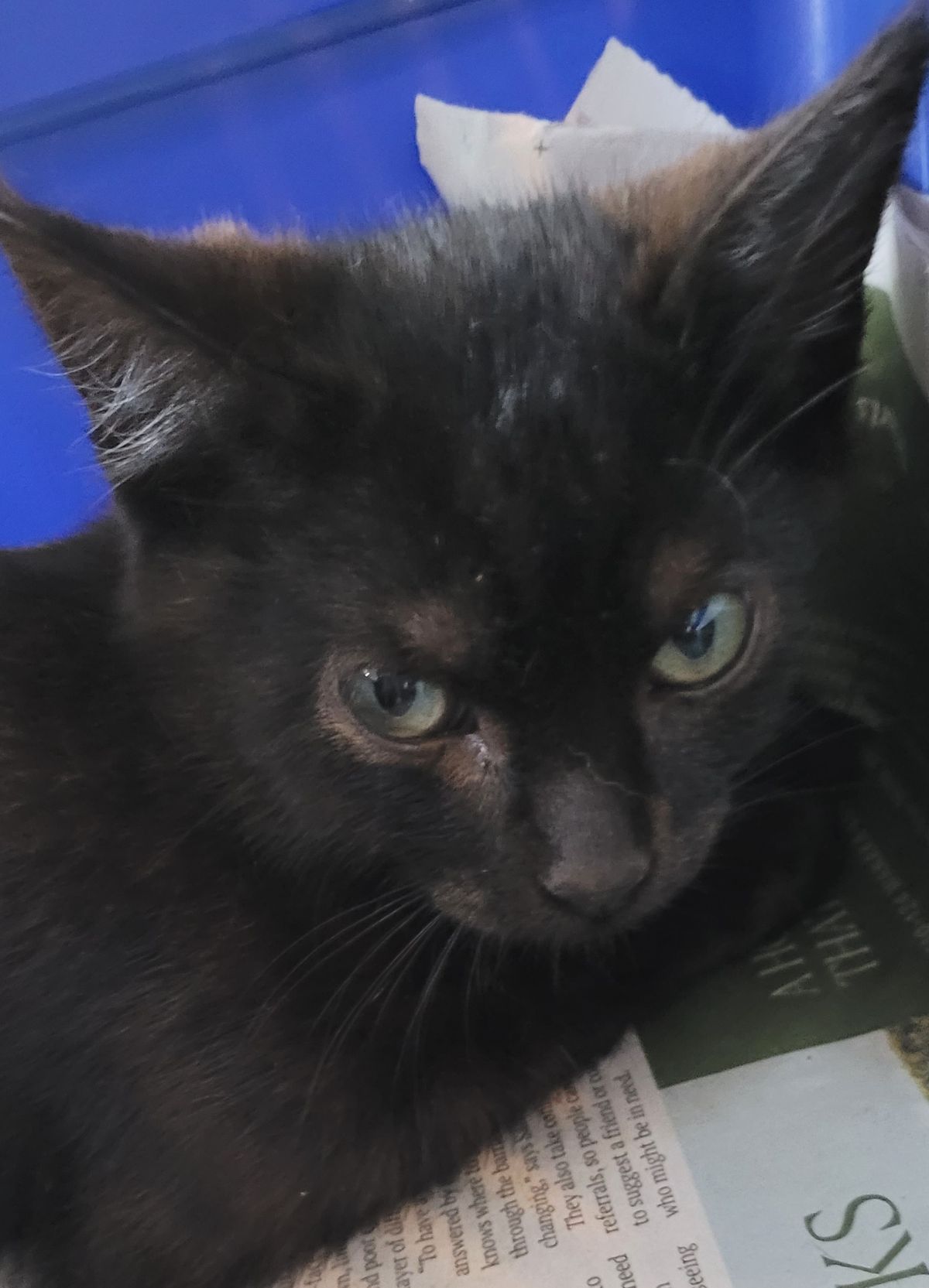 Gallery image: Chris