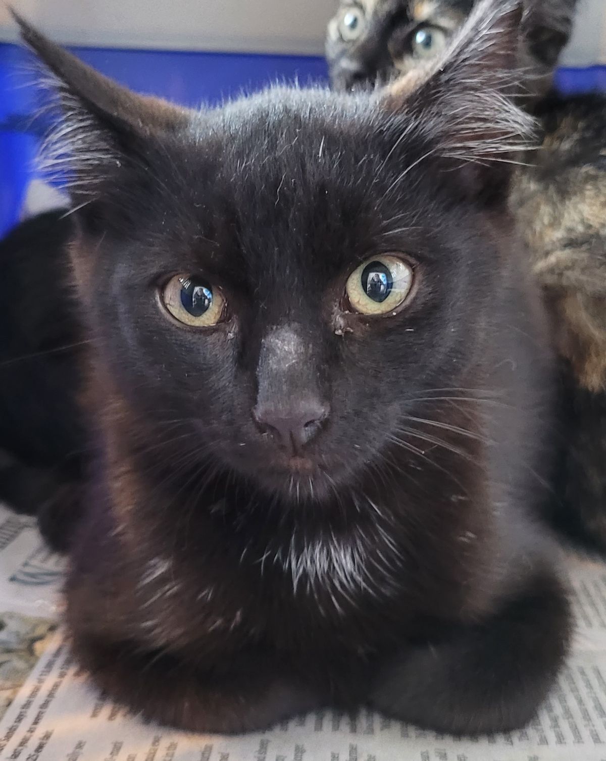 Gallery image: Clint