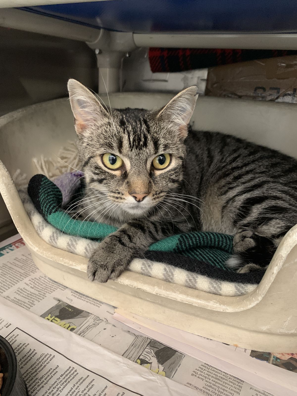 Gallery image: MacChiato