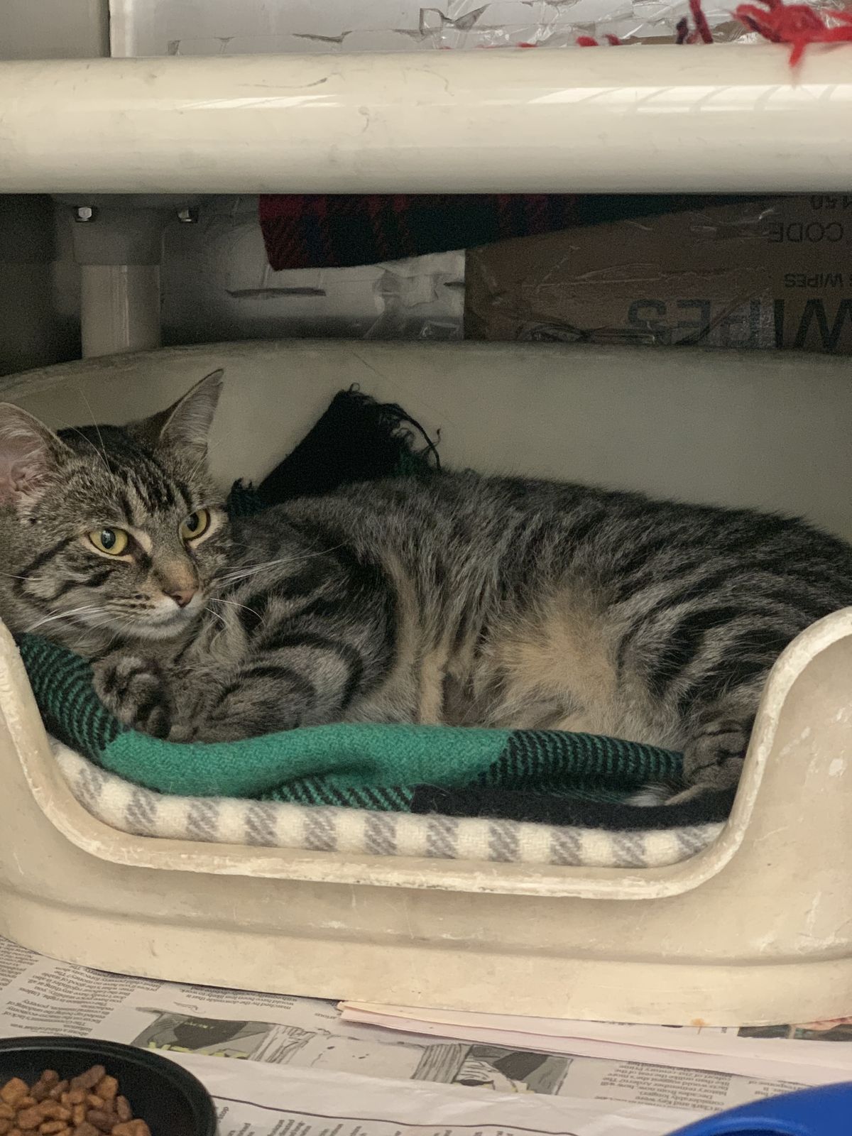 Gallery image: MacChiato