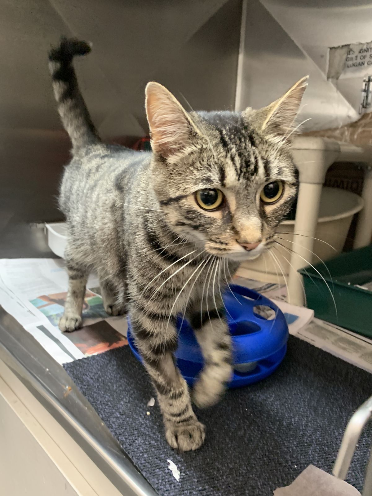 Gallery image: MacChiato