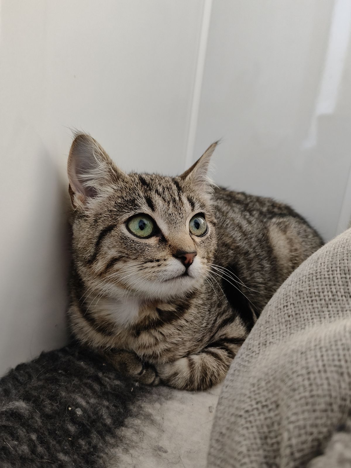 Gallery image: Sylvie