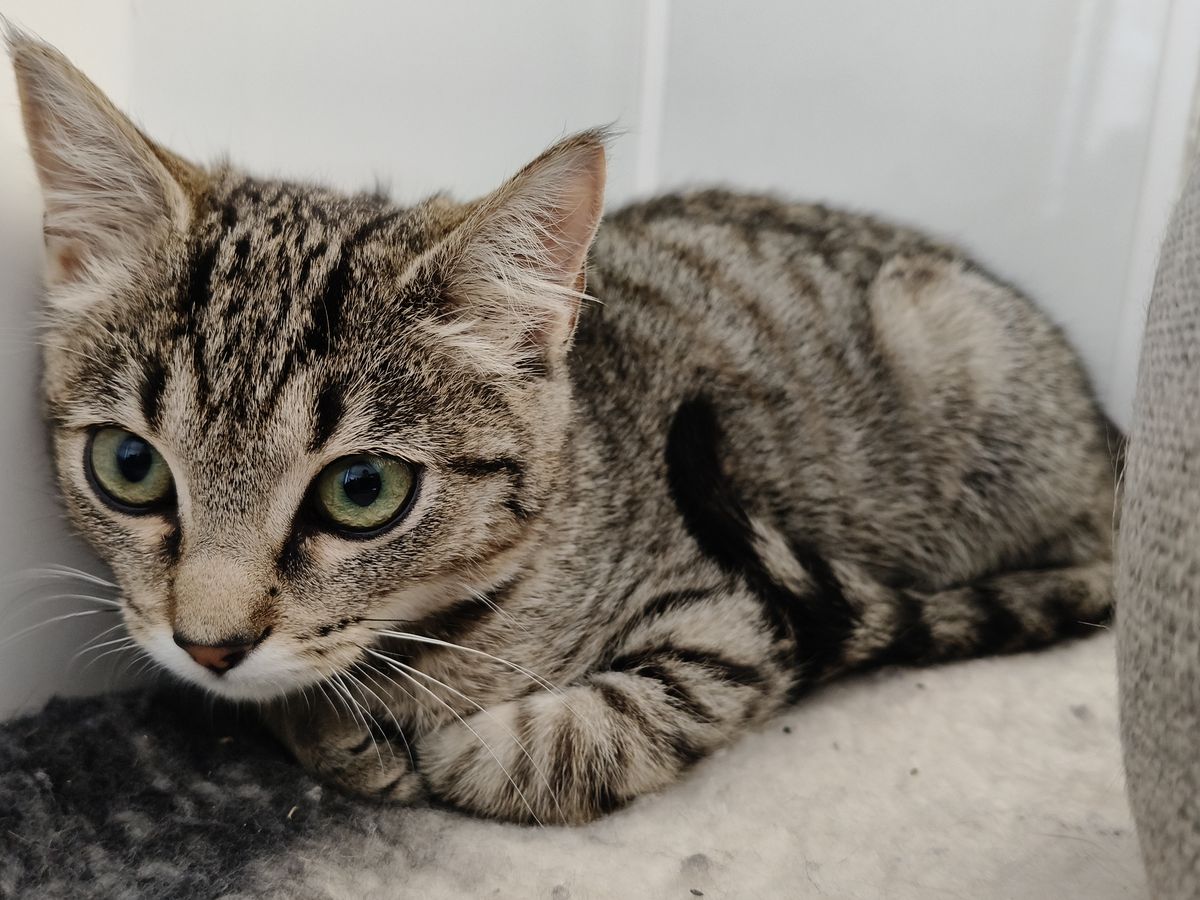 Gallery image: Sylvie