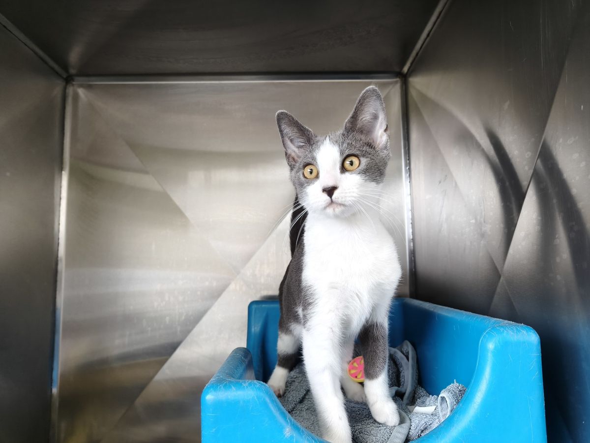 Gallery image: Chuchi