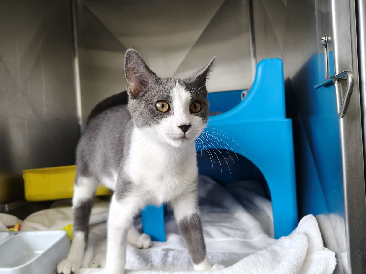 Gallery image: Chuchi