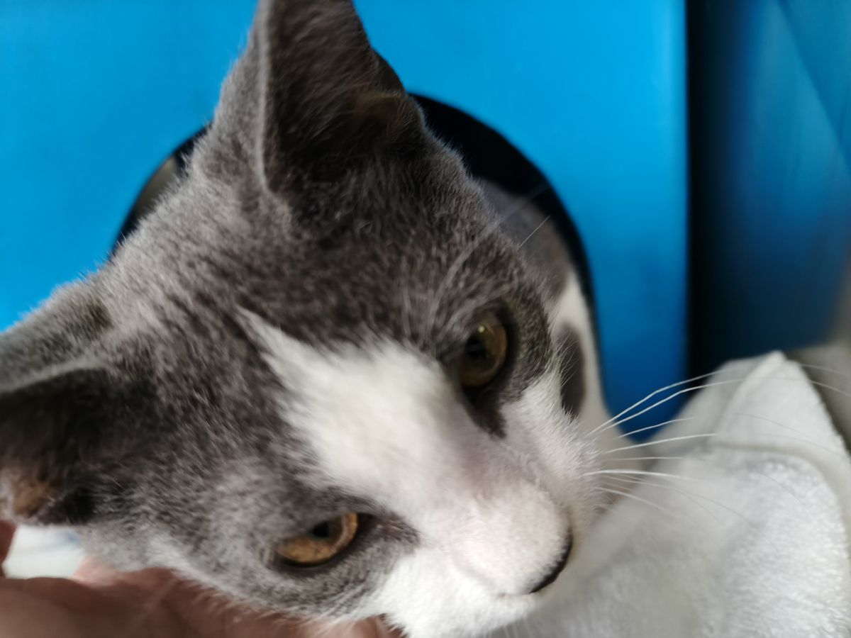 Gallery image: Chuchi