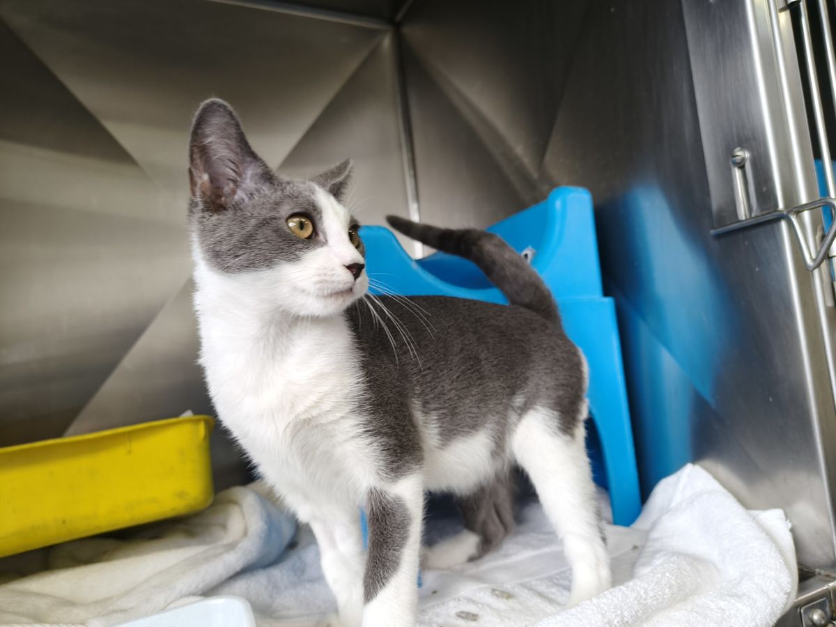 Gallery image: Chuchi