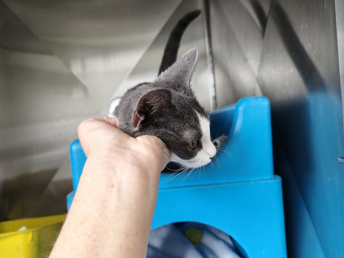 Gallery image: Chuchi