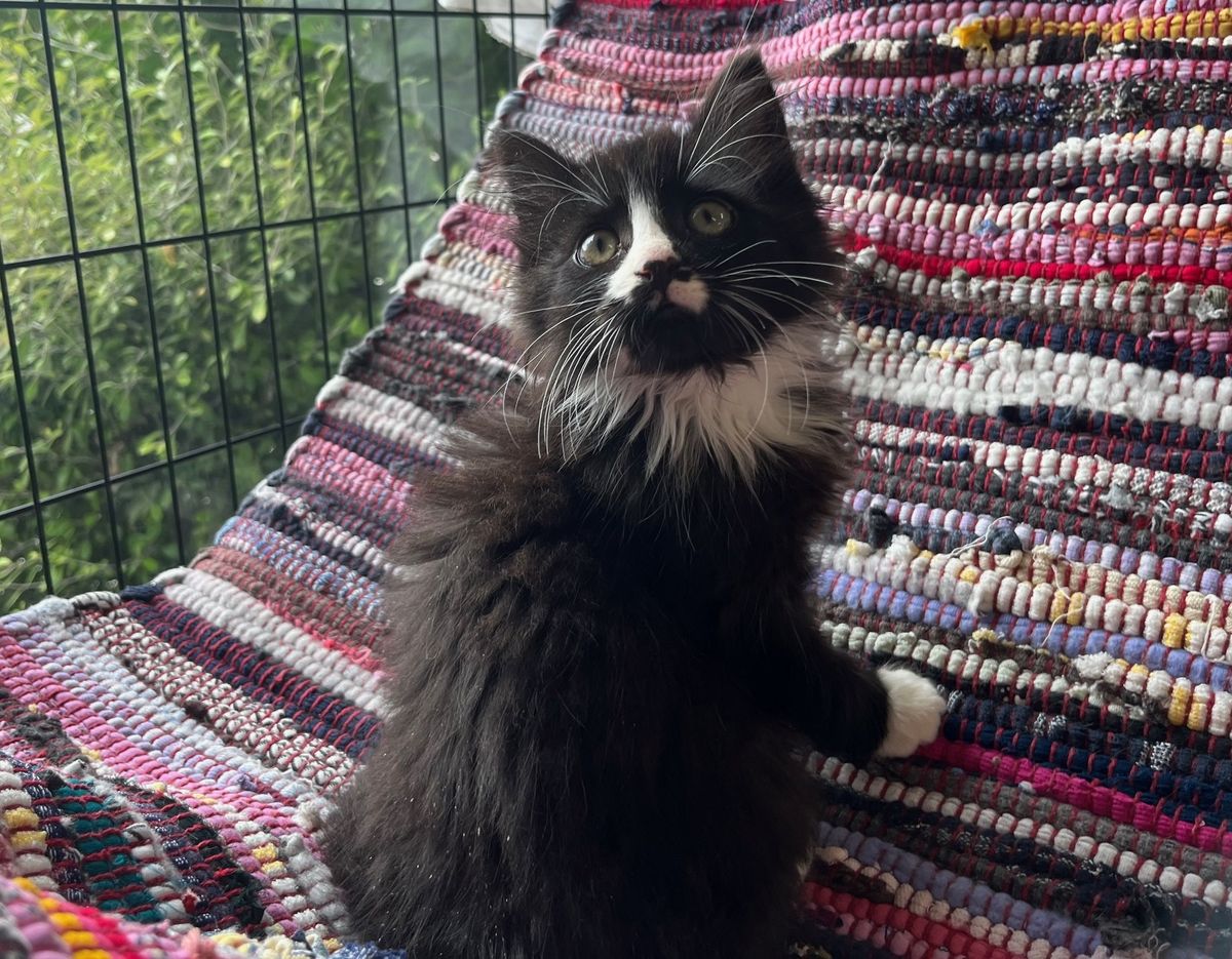 Gallery image: Aranea