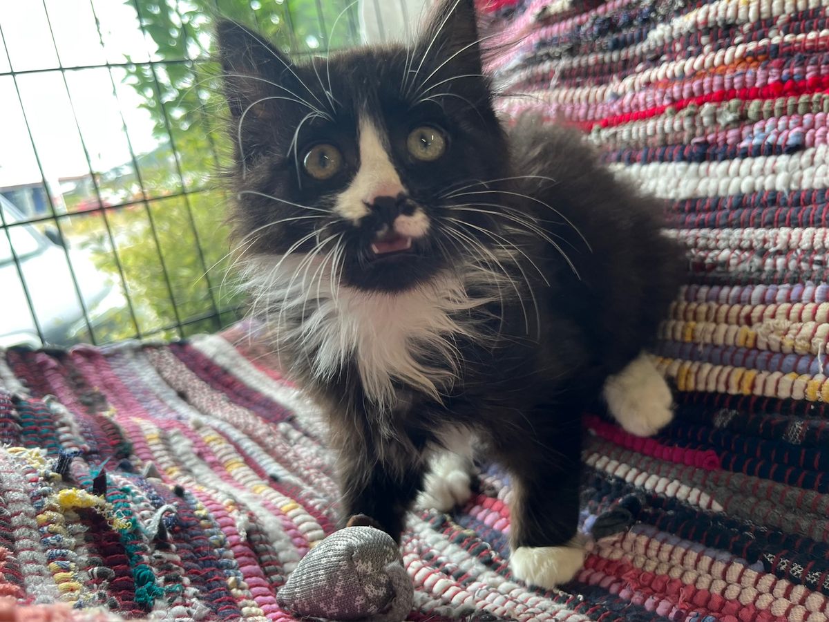 Gallery image: Aranea