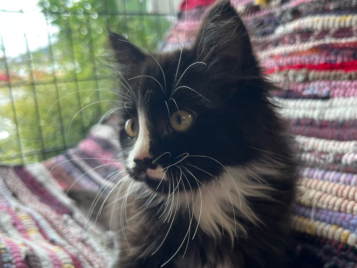 Gallery image: Aranea