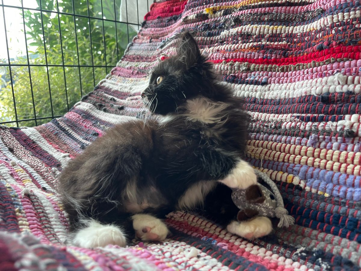 Gallery image: Aranea