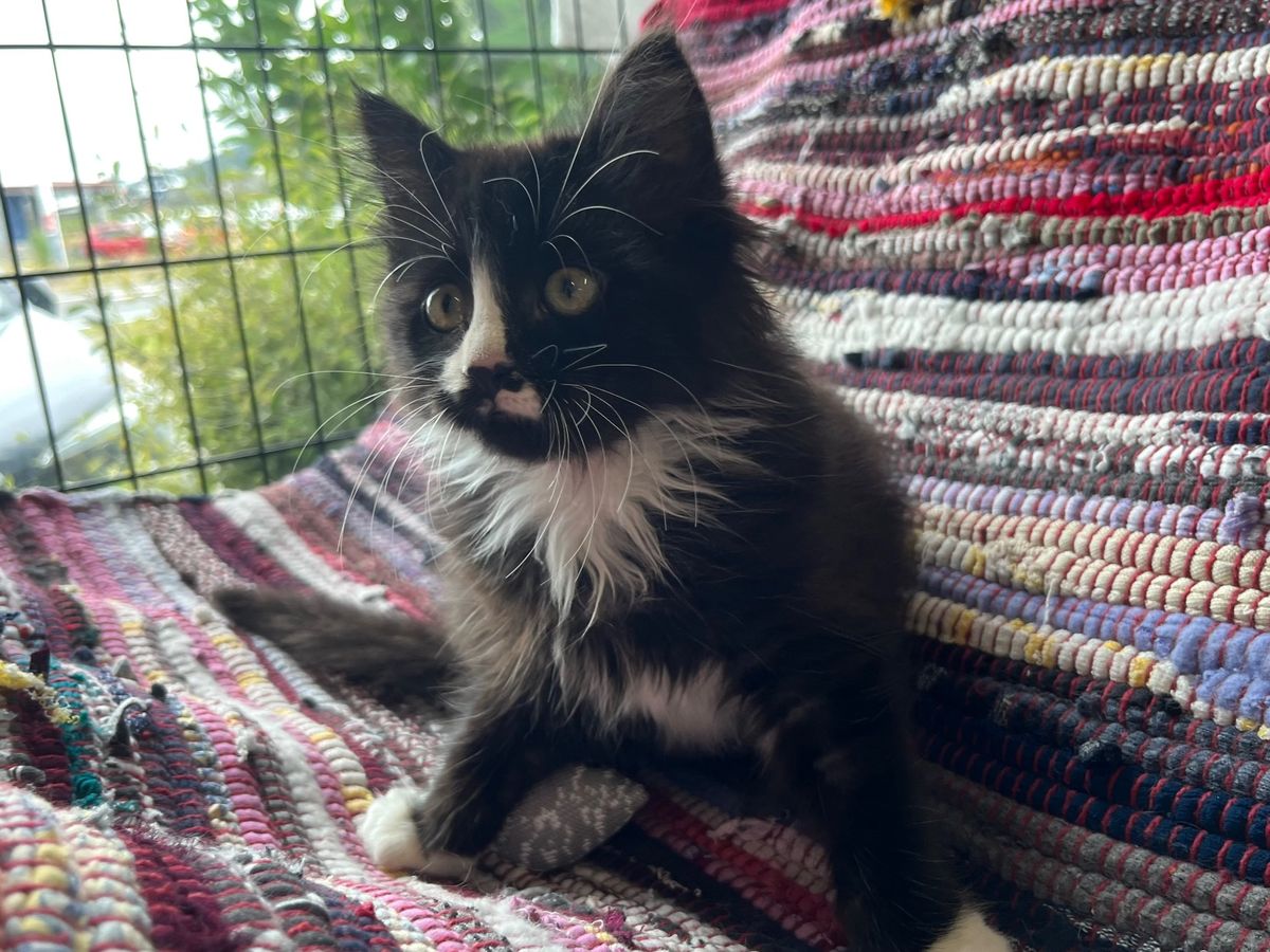 Gallery image: Aranea