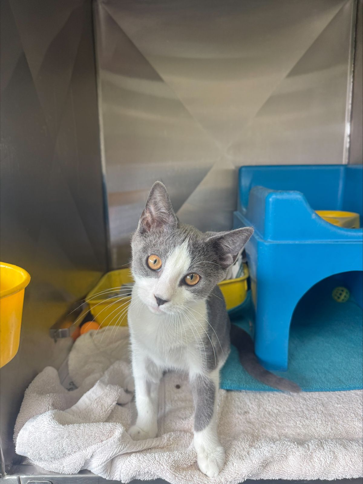 Gallery image: Chuchi