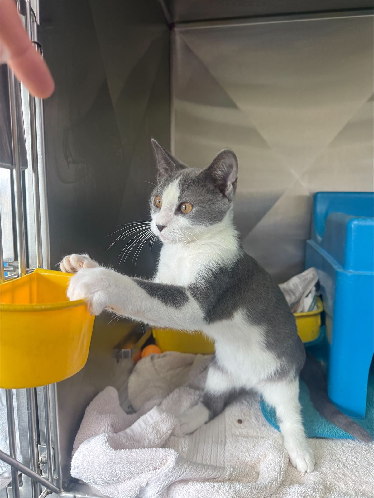 Gallery image: Chuchi