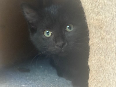 Adora - Domestic Short Hair