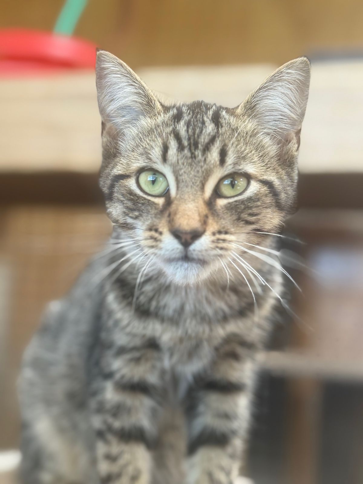 Gallery image: Tyson