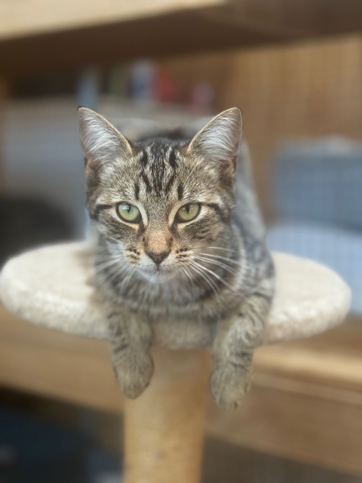 Gallery image: Tyson