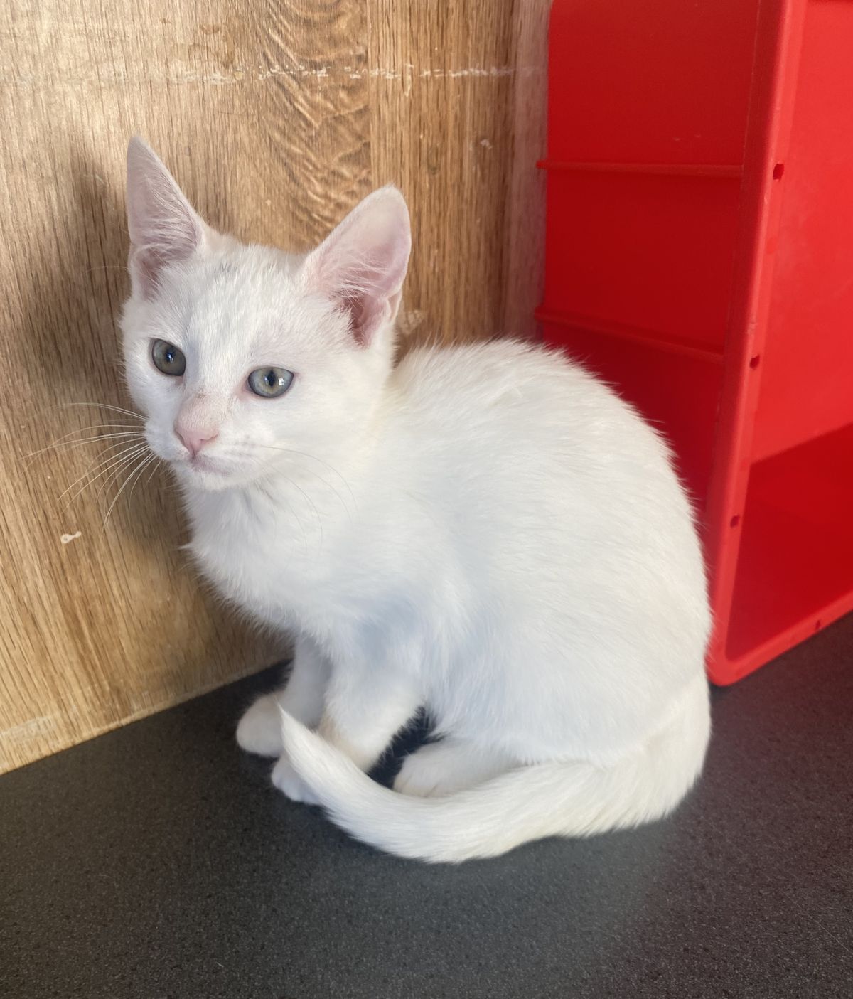 Gallery image: Alisha