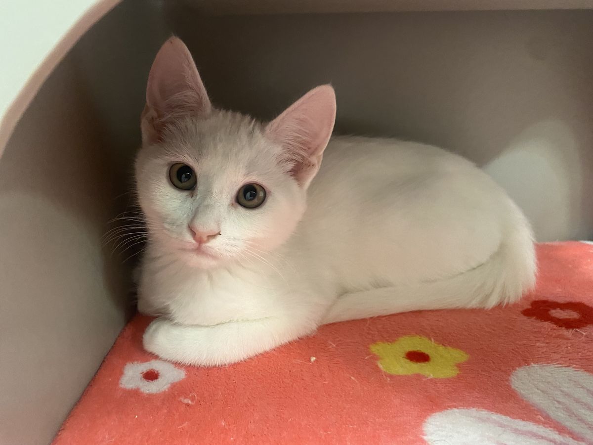 Gallery image: Alisha