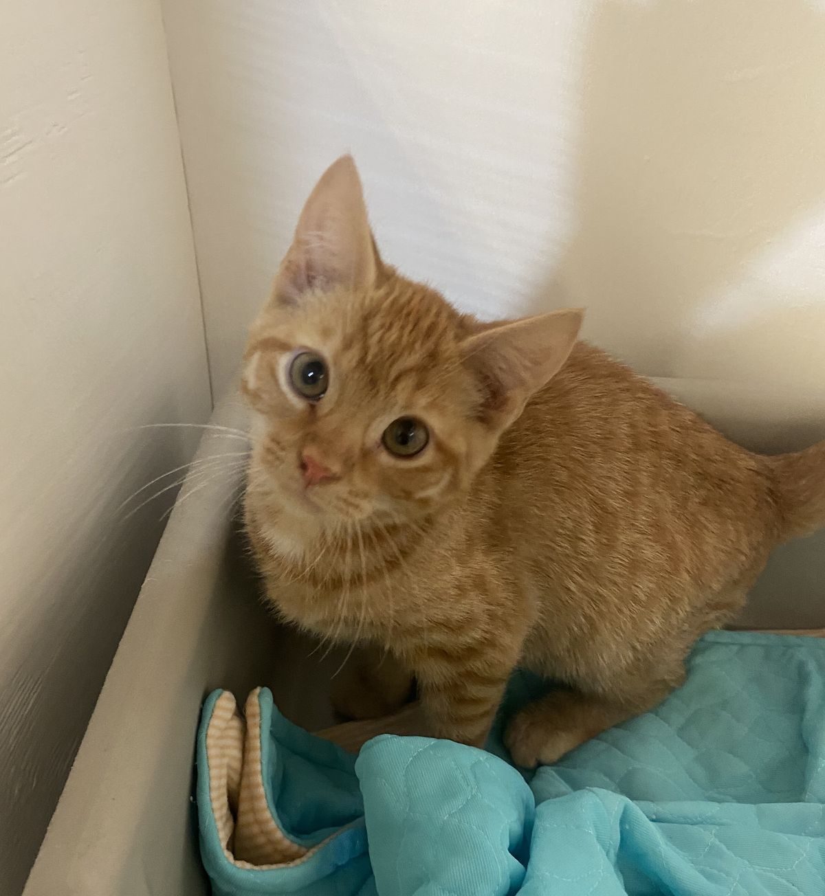 Gallery image: Peanut Butter