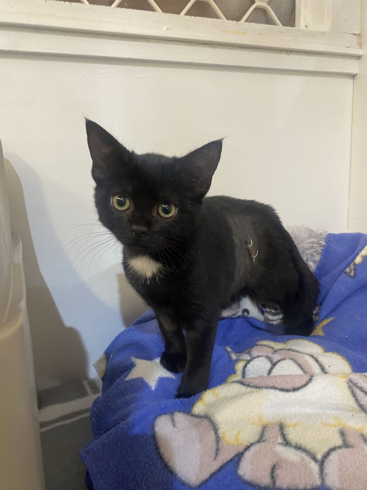 Gallery image: Jelly