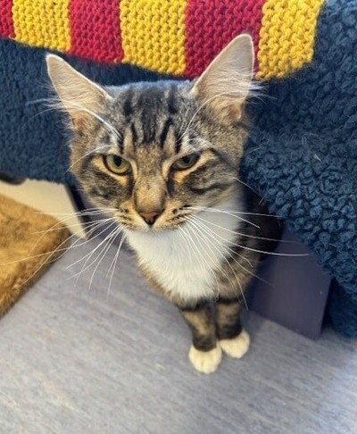 Andre The Giant - Domestic Short Hair