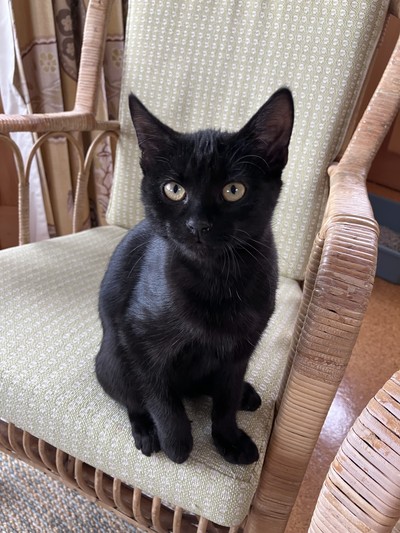 Irina - Domestic Medium Hair