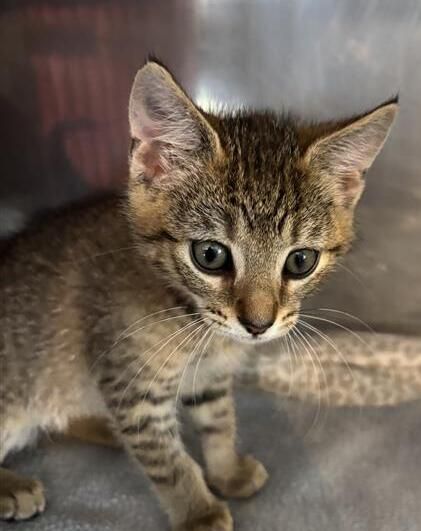 Gallery image: Sharkie