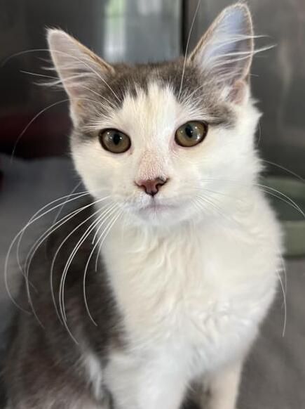 Gallery image: Everly