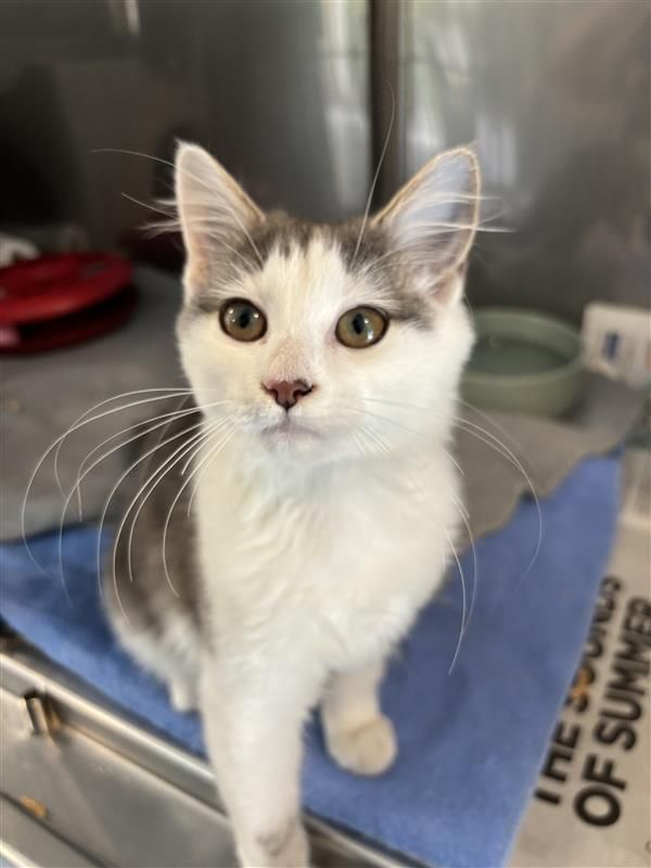 Gallery image: Everly