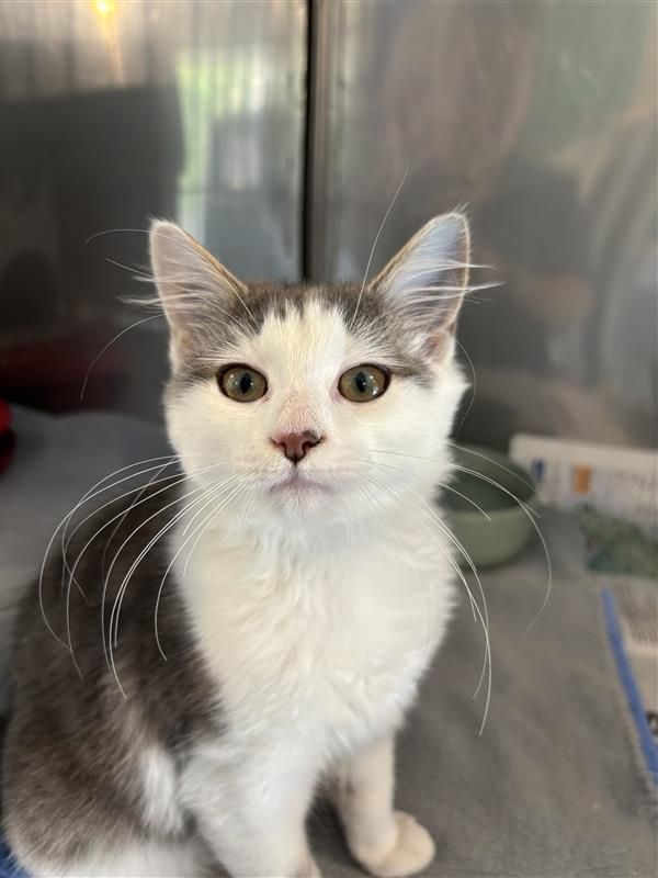 Gallery image: Everly