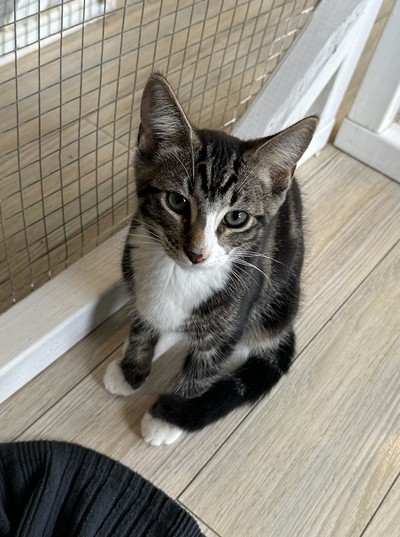 Mini - Domestic Medium Hair