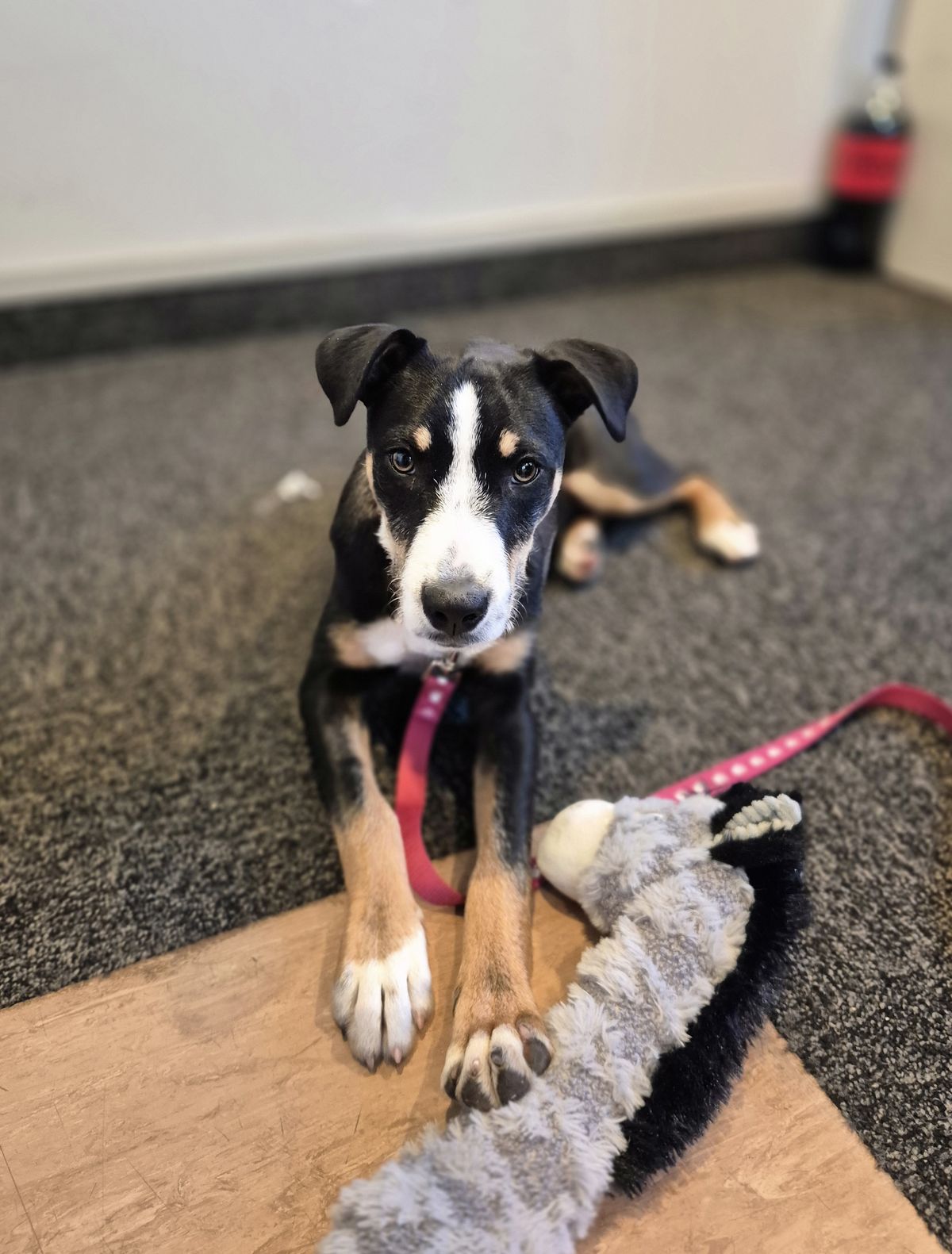 Gallery image: Salsa