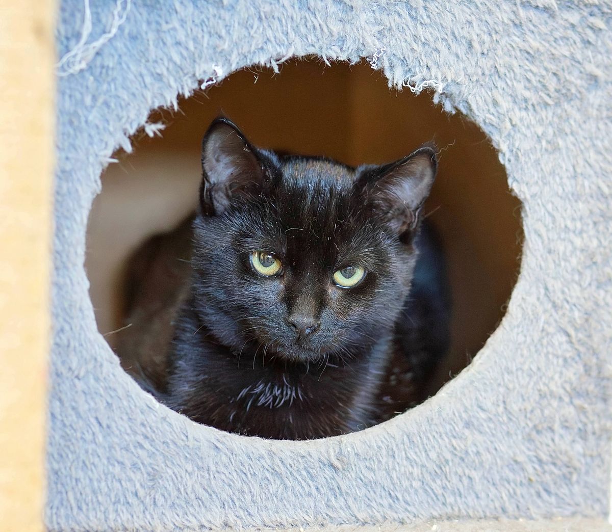 Gallery image: Muffin