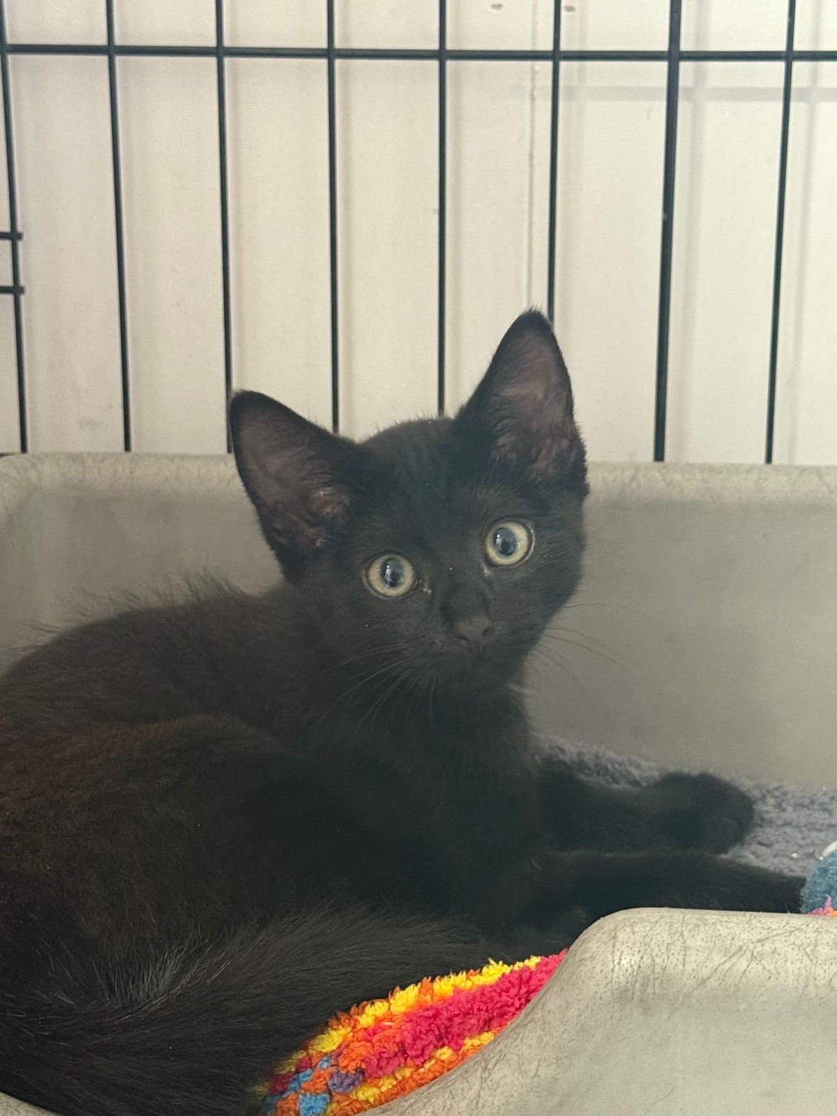 Gallery image: Frosty Boy