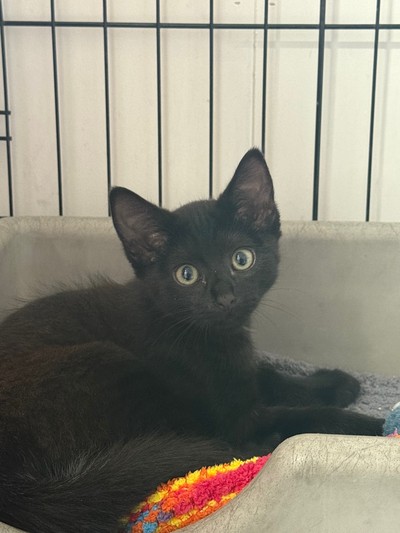 Frosty Boy - Domestic Short Hair