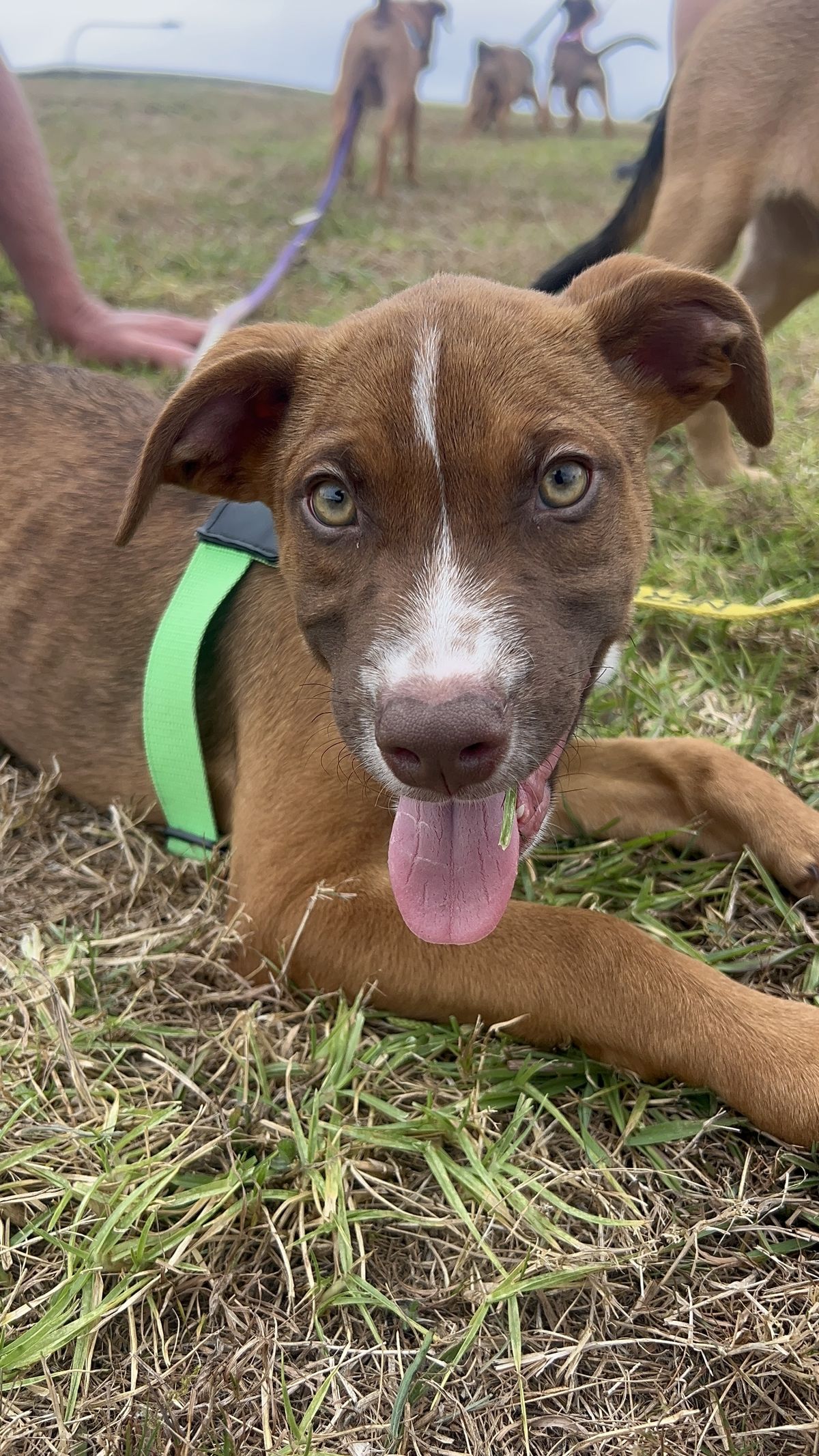 Gallery image: Jersey 