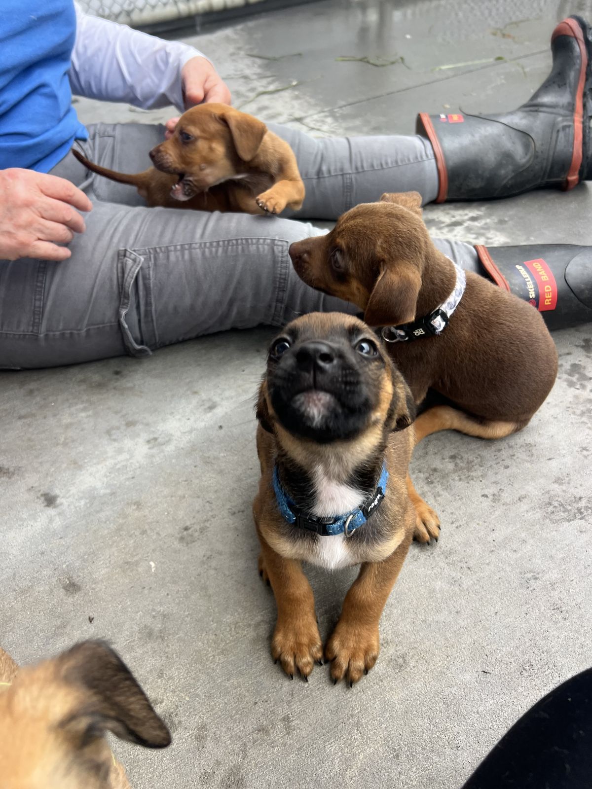 Gallery image: Dakota