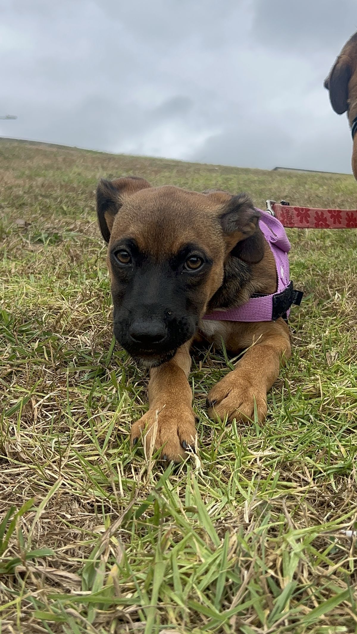 Gallery image: Dakota