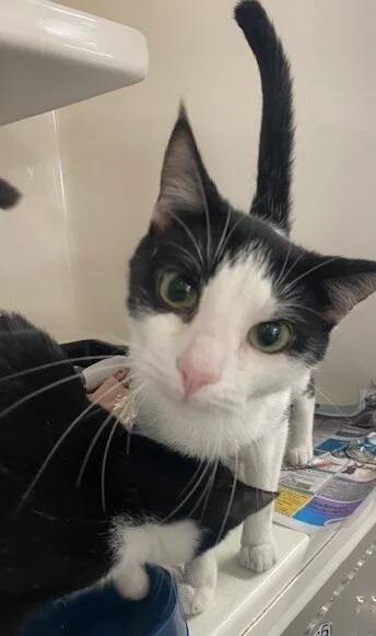 Gallery image: Moira Rose 