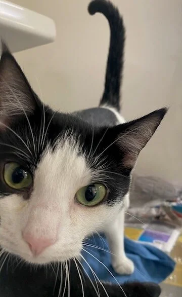 Gallery image: Moira Rose 