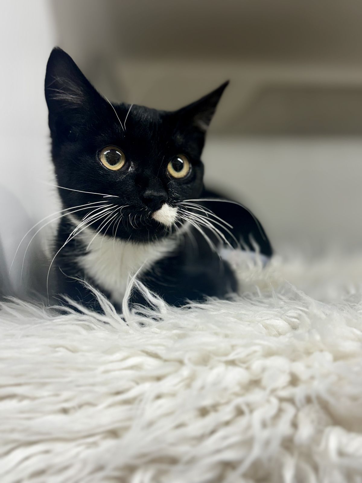 Gallery image: Abbie