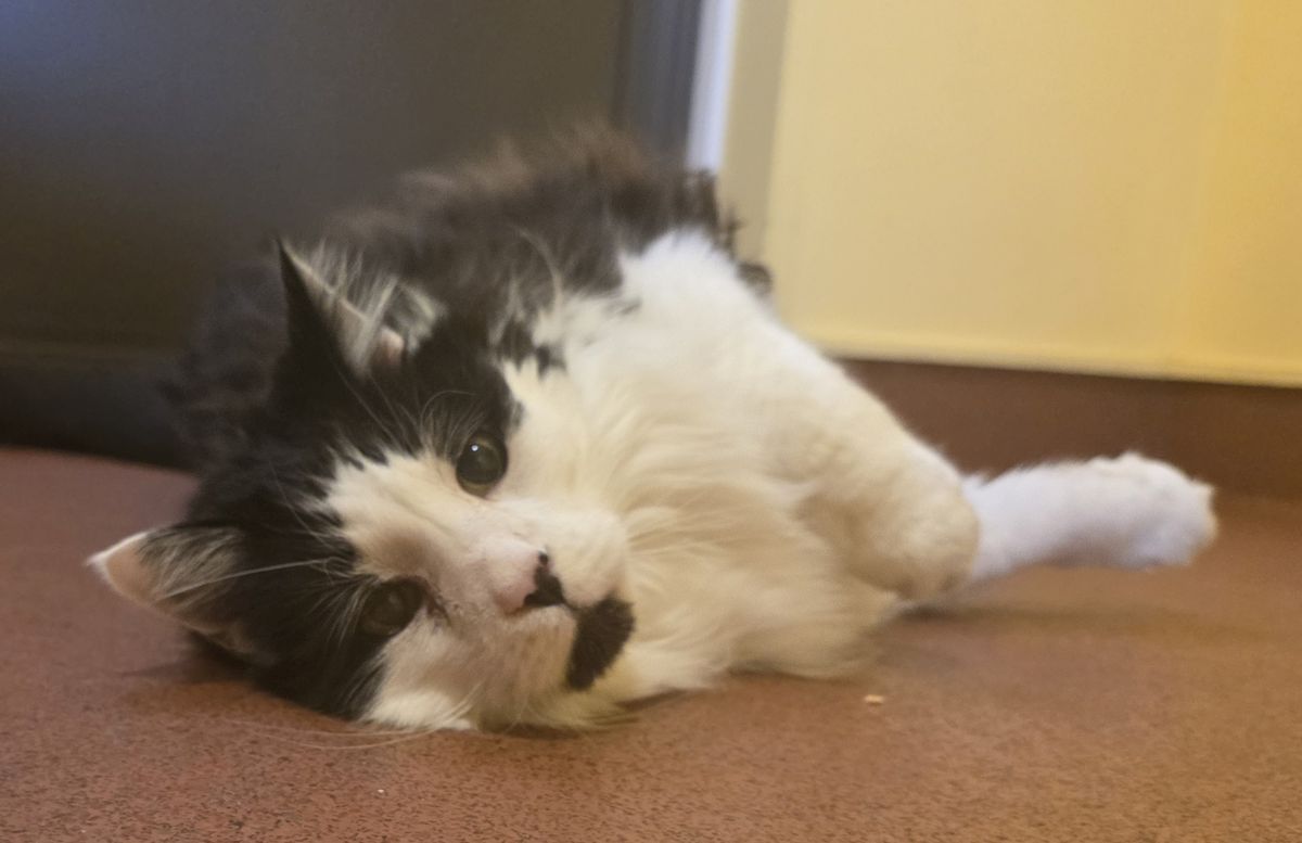 Gallery image: Catty