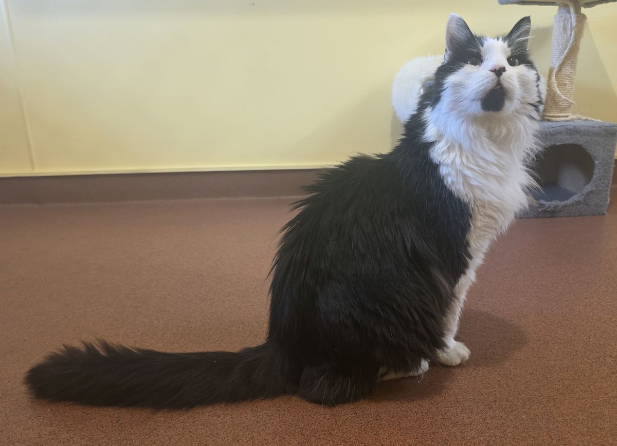 Gallery image: Catty