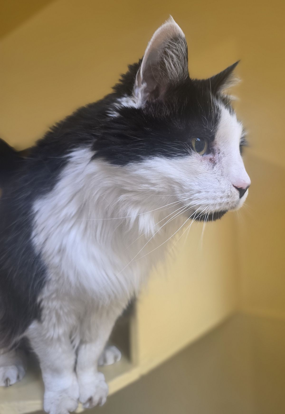 Gallery image: Catty