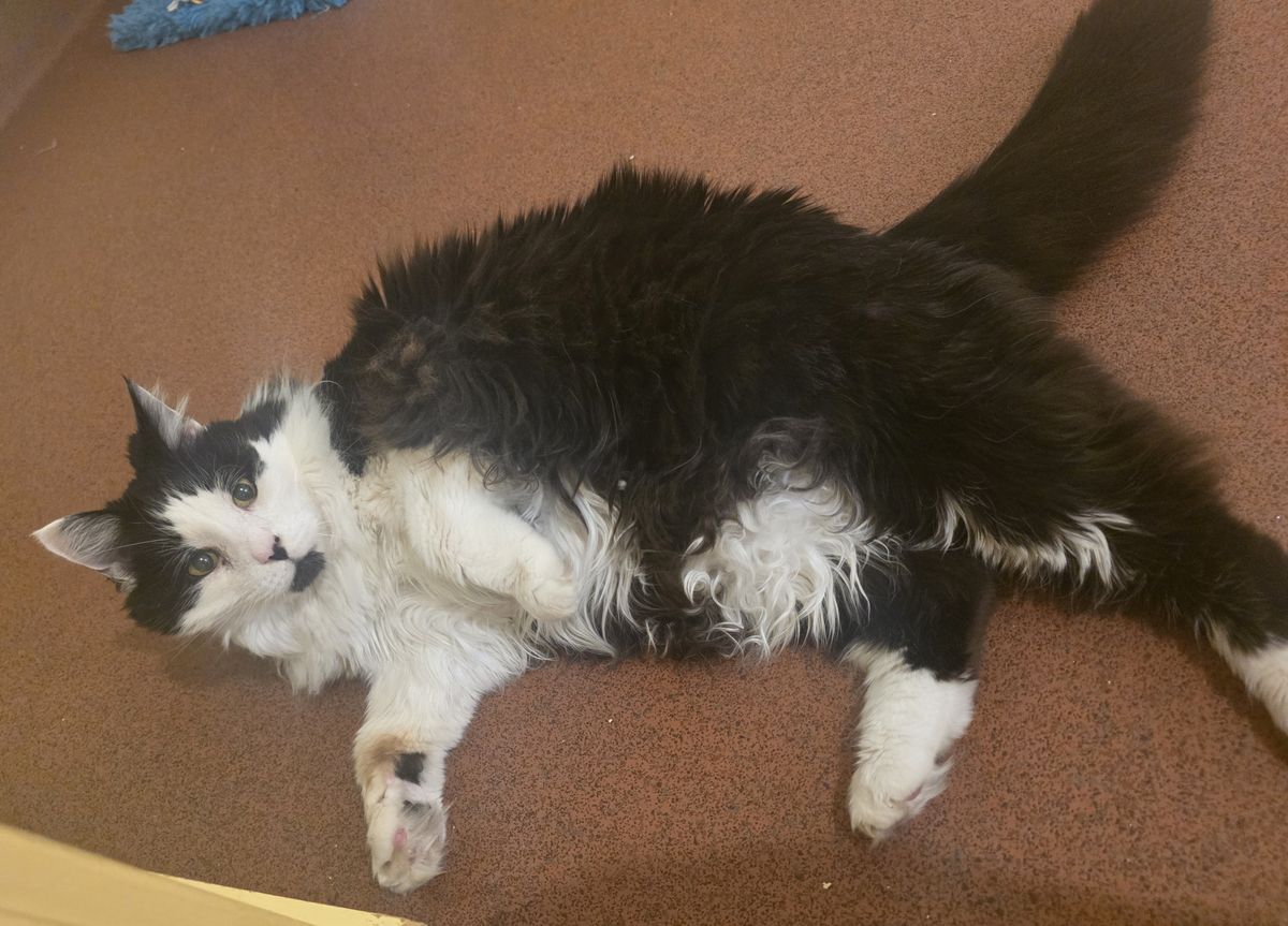 Gallery image: Catty