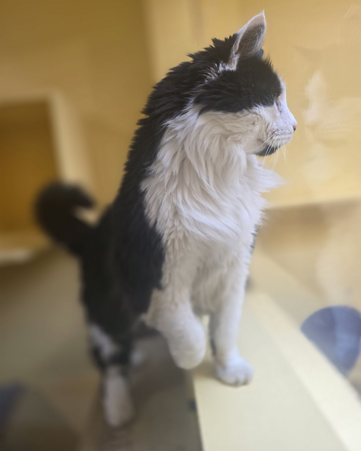 Gallery image: Catty