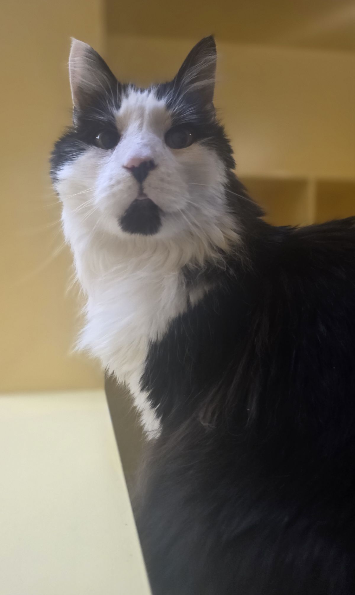 Gallery image: Catty